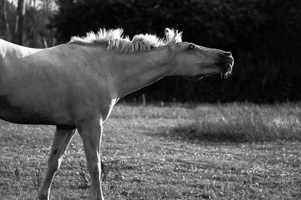 Free Image of Black and white photograph of a horse shaking it s mane 