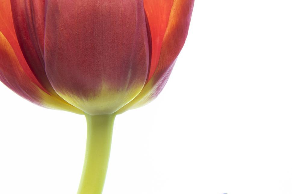 Free Image of Close-up of a vibrant red tulip with green stem isolated 