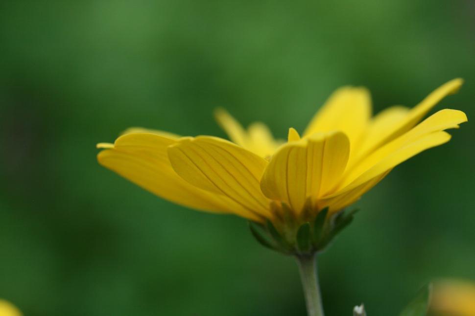 Free Image of Close-up of a yellow flower against a green background 