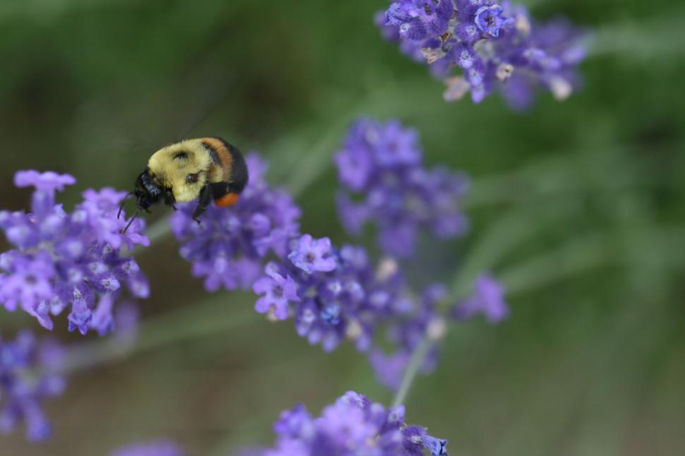 Free Image of Bumblebee on vibrant purple flowers in summer garden 