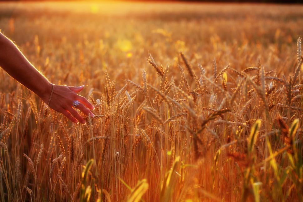 Free Image of Hand touching golden wheat in the setting sunlight. 