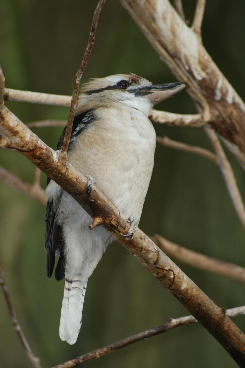 Free Image of Bird perched on branch in natural habitat setting 