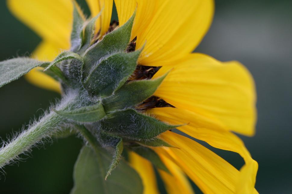 Free Image of Close-up of sunflower from behind in natural light 