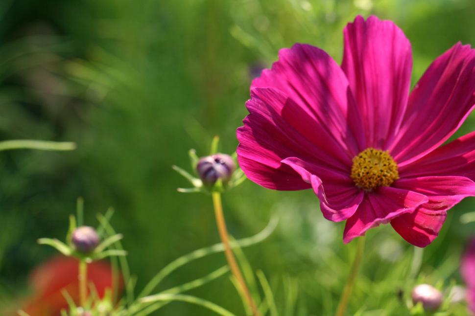 Free Image of Pink flower blooming in garden with lush green foliage 
