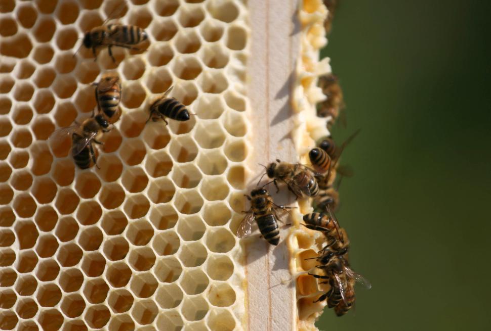 Free Image of Bees working on honeycomb in a hive, close-up view 