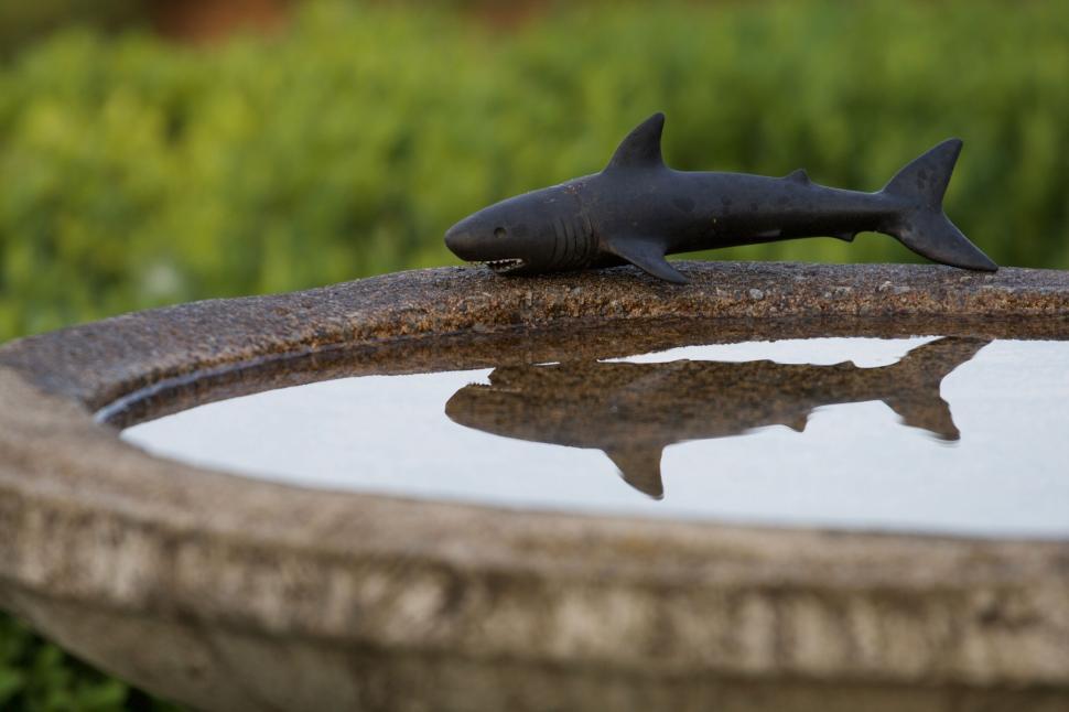 Free Image of Small shark figurine on the edge of a stone fountain 