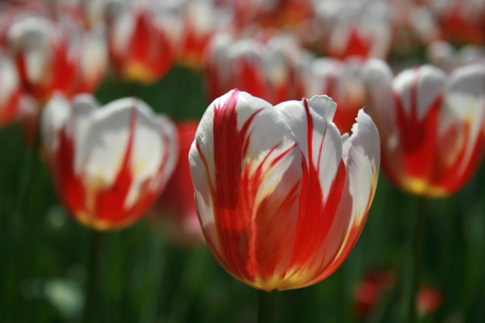Free Image of White and red tulips blooming in a vibrant field garden 