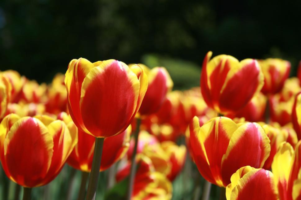 Free Image of Red and yellow tulip flowers in full bloom in a garden 
