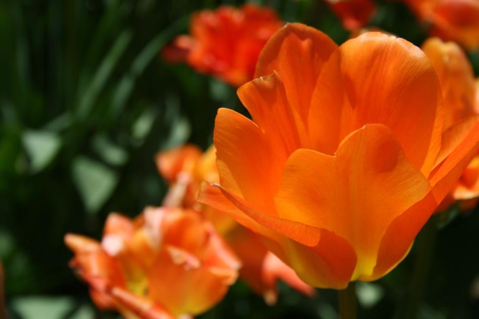 Free Image of Close-up of vibrant orange tulip flowers in garden full bloom 
