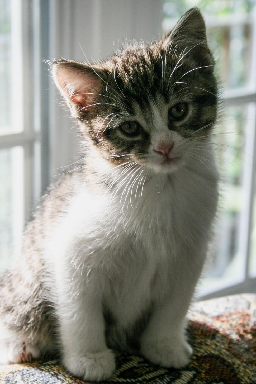 Free Image of Adorable Kitten Looking Intently At Camera 