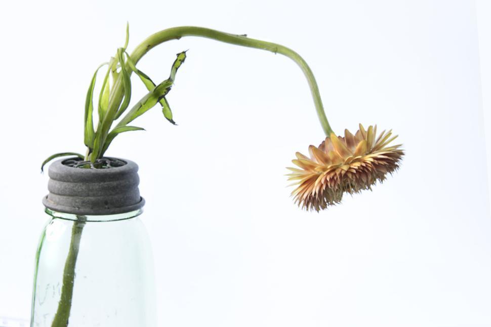 Free Image of Wilting Flower In Glass Jar Against White Background 
