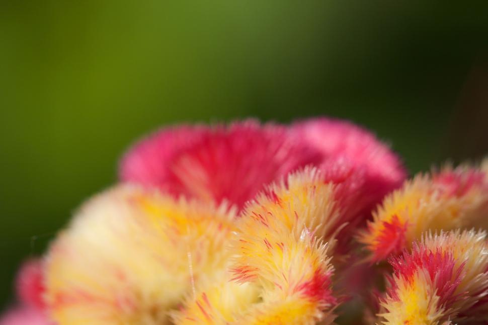 Free Image of Vibrant Multi-Colored Fuzzy Flower Texture Close-up 