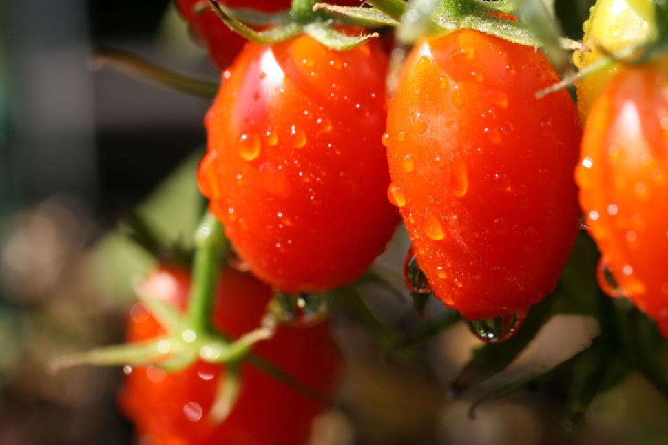 Free Image of Ripe Cherry Tomatoes With Water Droplets Close-up 