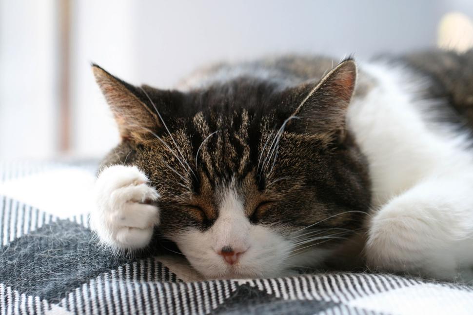 Free Image of Sleeping cat on plaid fabric with head resting on paw. 