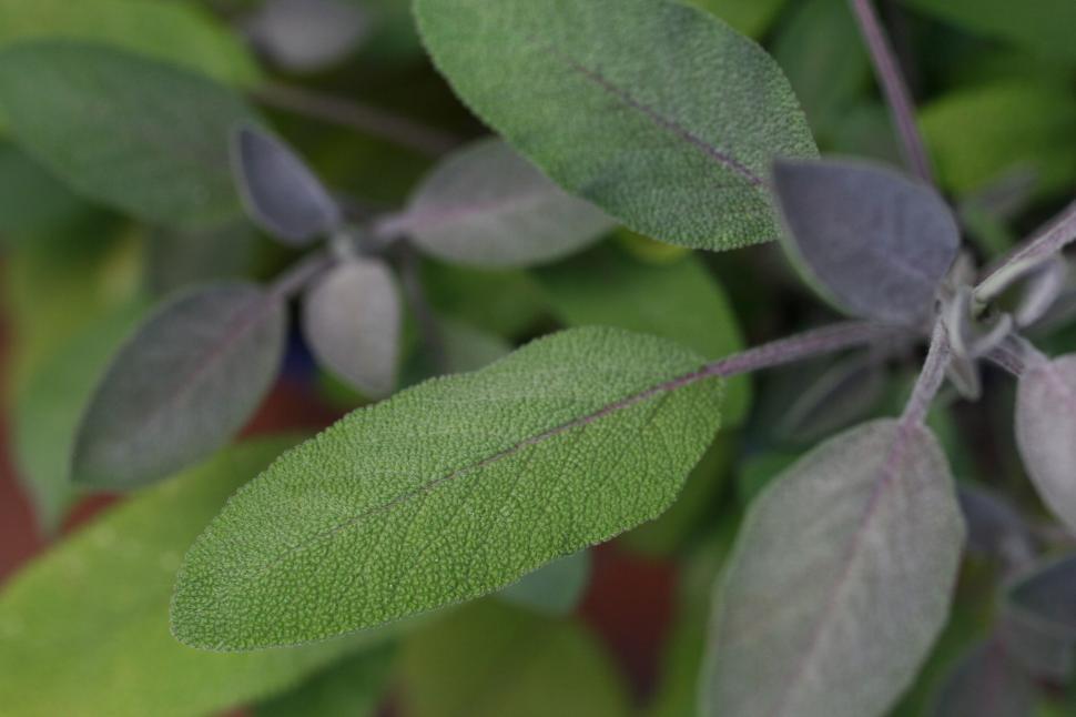 Free Image of Close-up of green and purple sage leaves outdoors. 