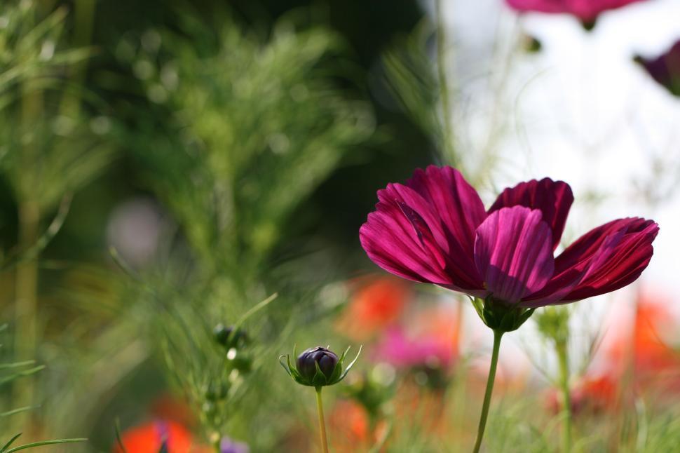 Free Image of Purple cosmos flower standing out in a vibrant garden. 