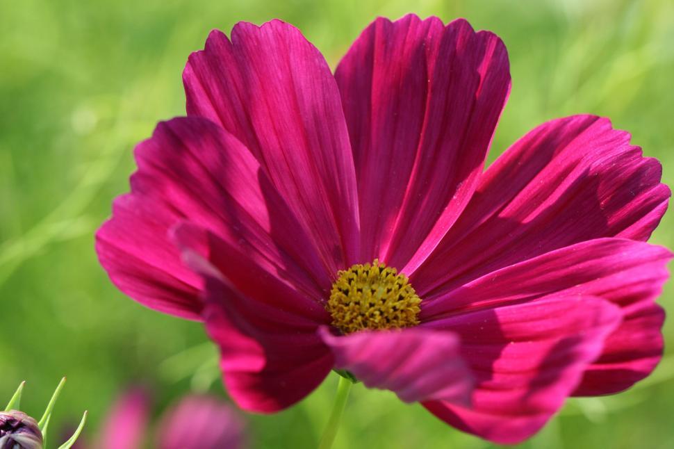 Free Image of Macro shot of a purple cosmos flower with green backdrop. 