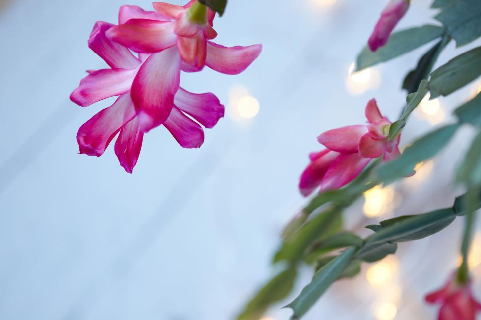 Free Image of Bright pink flowers with blurred lights in the background 