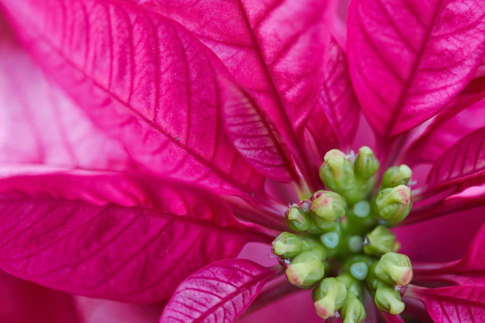 Free Image of Close-up of vibrant pink poinsettia leaves and flower buds 