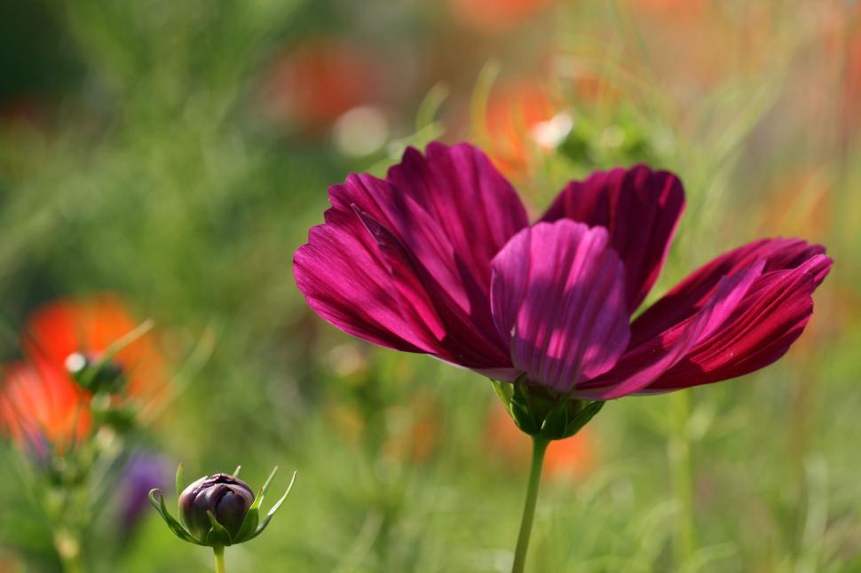Free Image of Purple flower basking in sunlight with blurred greenery 