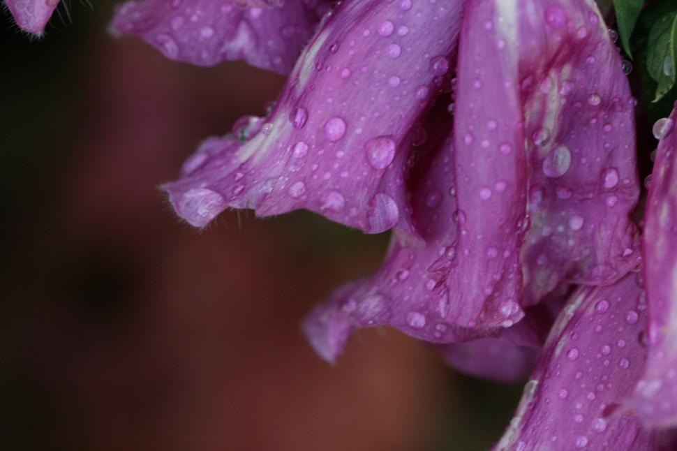 Free Image of Close-up of pink petals with water droplets on them. 