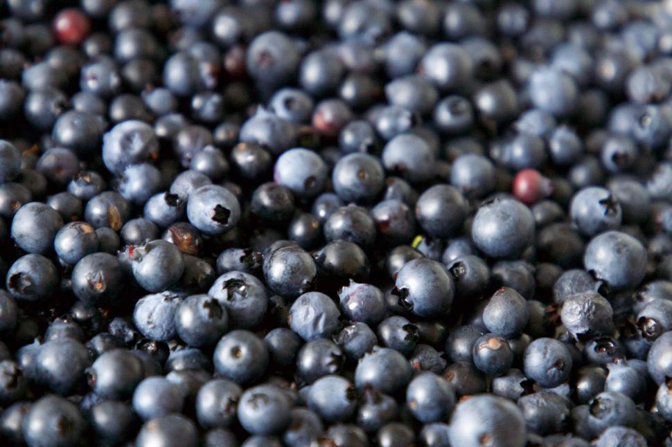 Free Image of Many fresh blueberries closely packed together. 