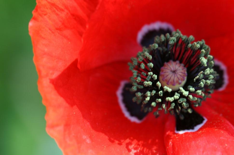 Free Image of Close-up of a blooming red poppy flower in sunlight. 