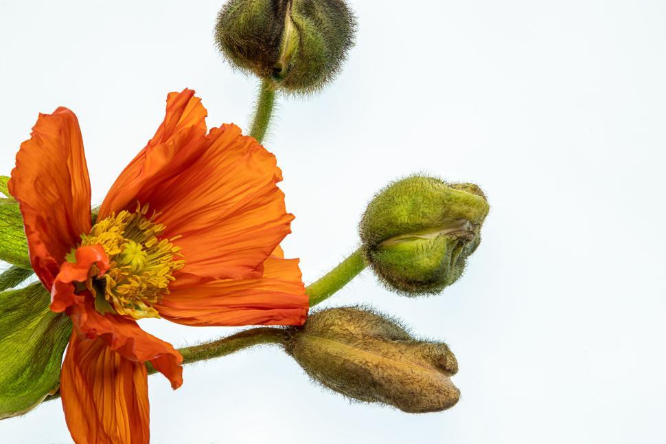 Free Image of Orange flower with buds isolated on white background 