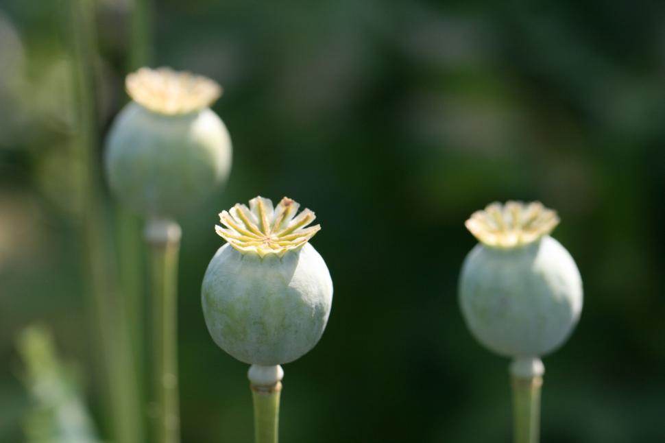 Free Image of Closed poppy pods with a blurred green background 