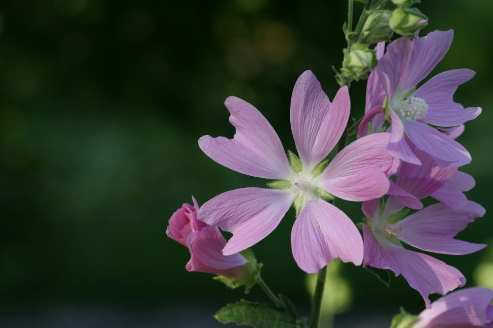 Free Image of Pink flowers in full bloom on a green blurred background 