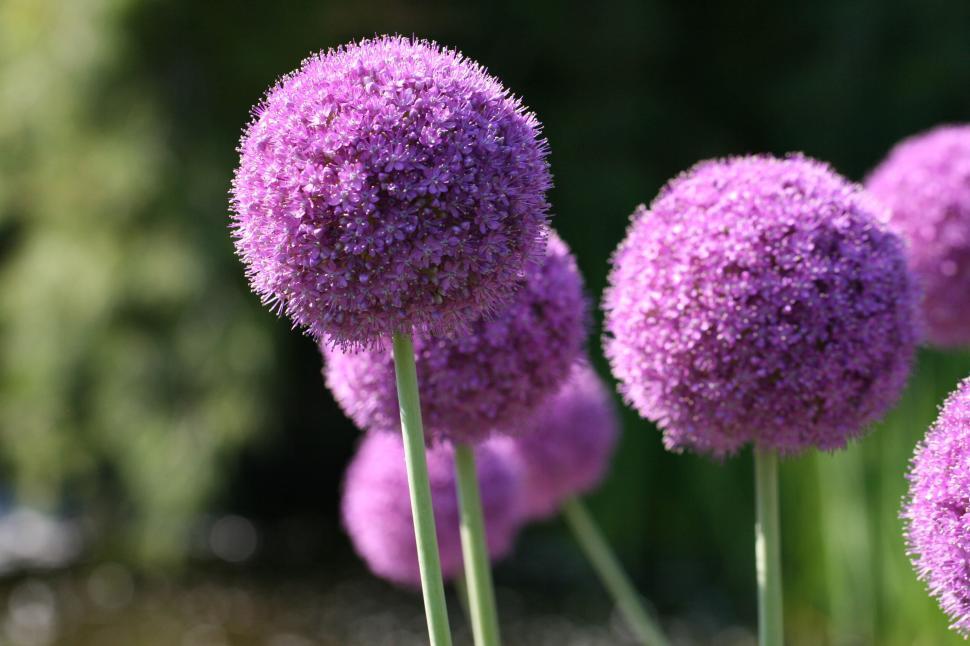 Free Image of Purple ball-shaped flowers with stems and blurred backdrop 