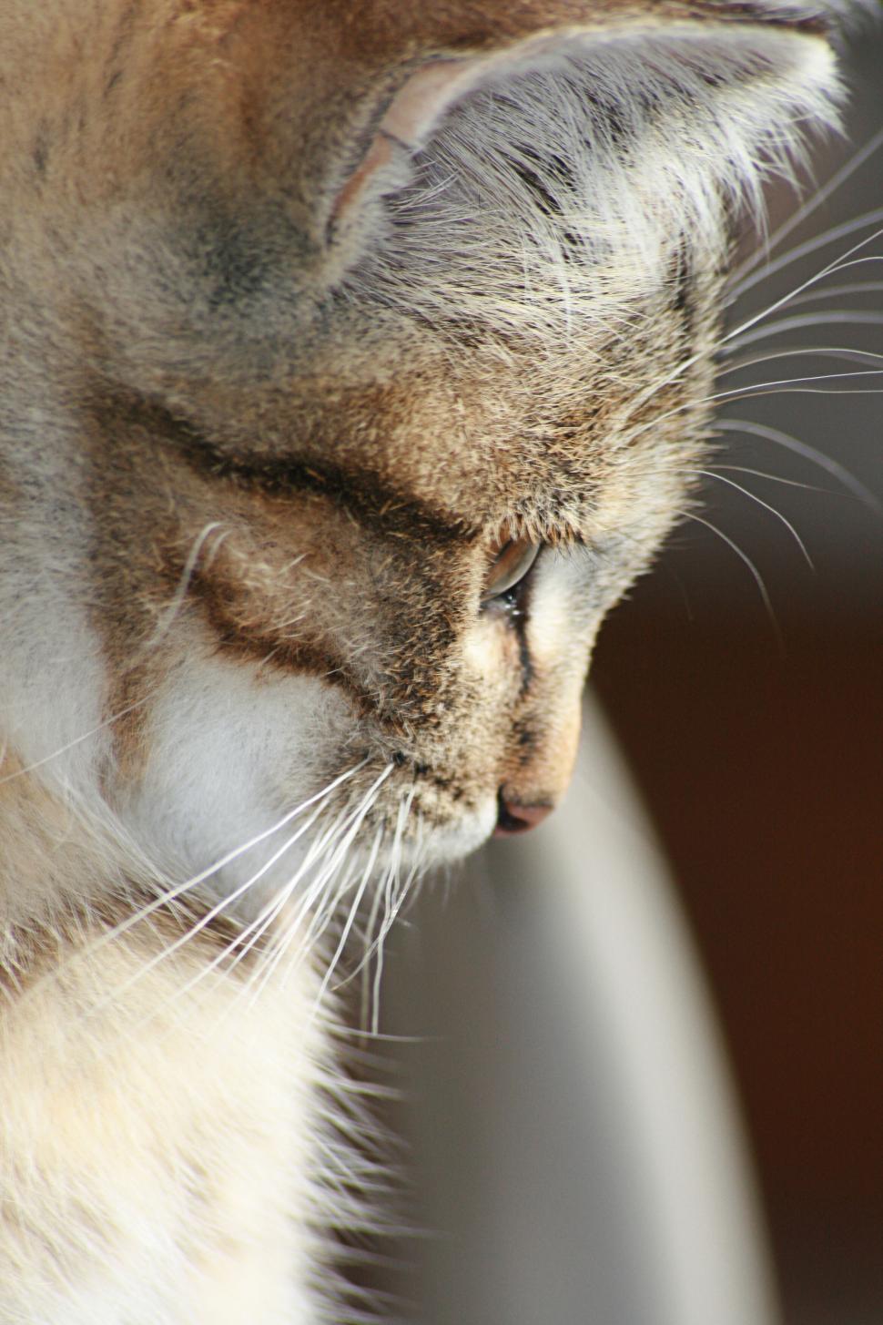 Free Image of Close-up of a cat s face with eyes closed in profile 