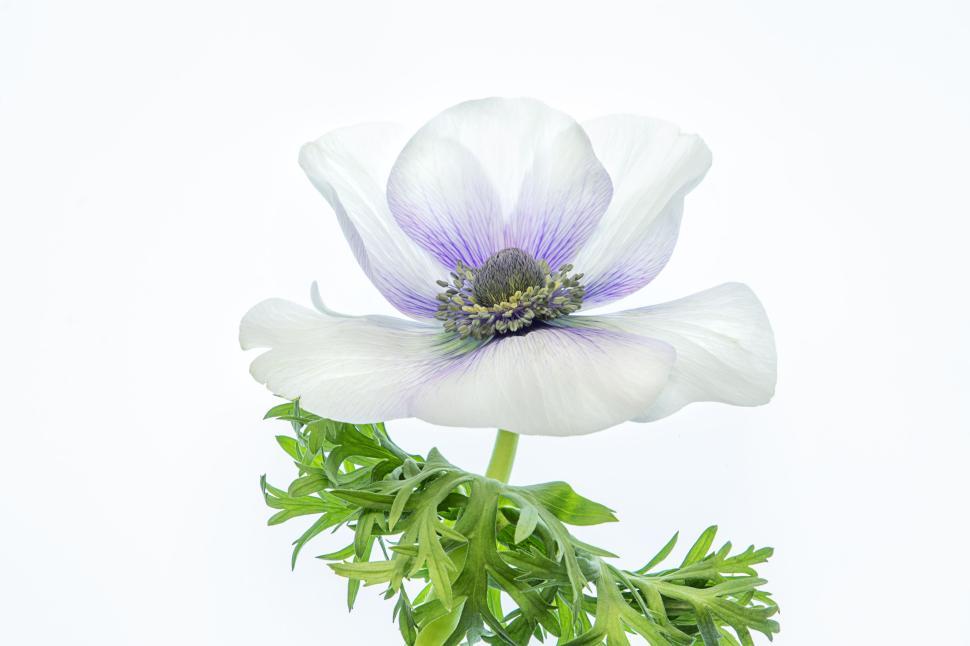 Free Image of White flower with purple center surrounded by greenery 