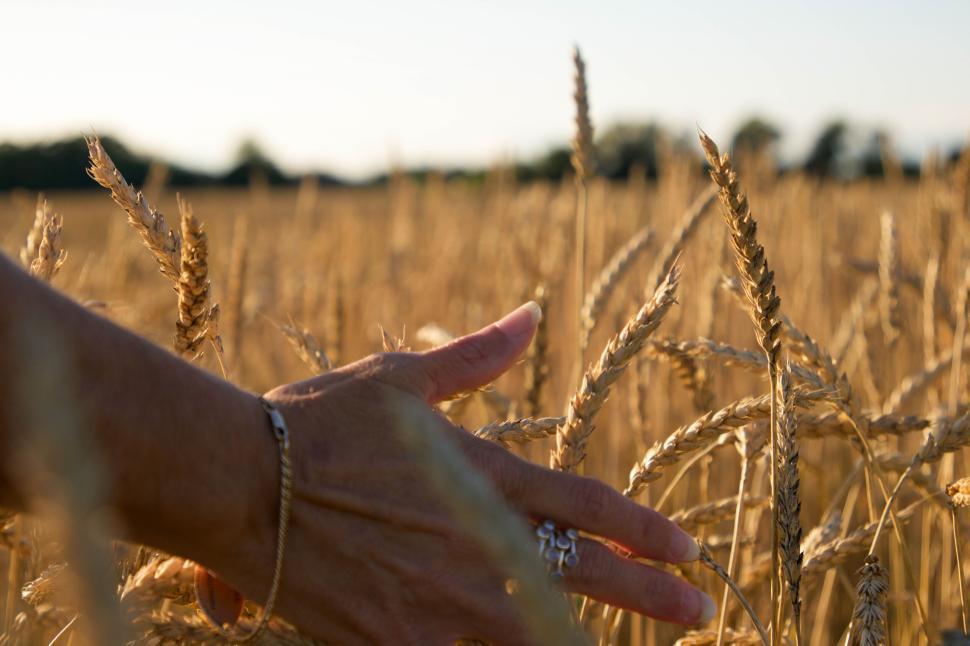 Free Image of Hand touching wheat in a golden field at sunset 
