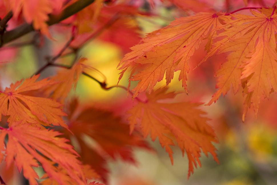Free Image of Vibrant orange and red autumn leaves on a tree branch. 
