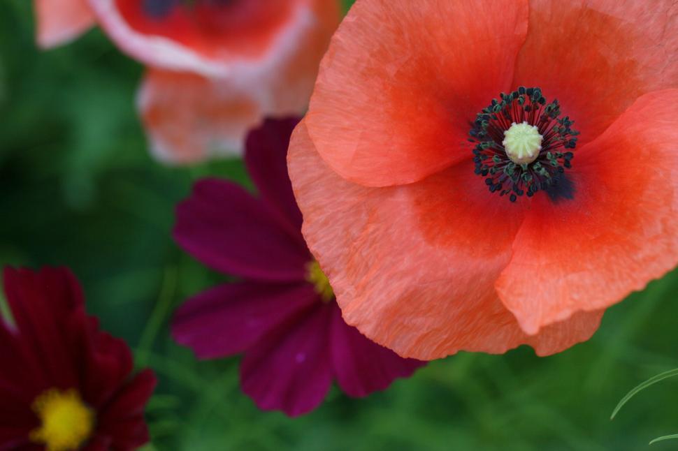 Free Image of Close-up of red poppies and purple flowers in garden. 