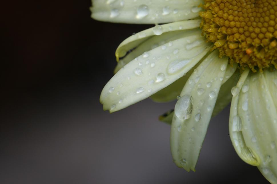 Free Image of Close-up of a white daisy with dewdrops on petals. 