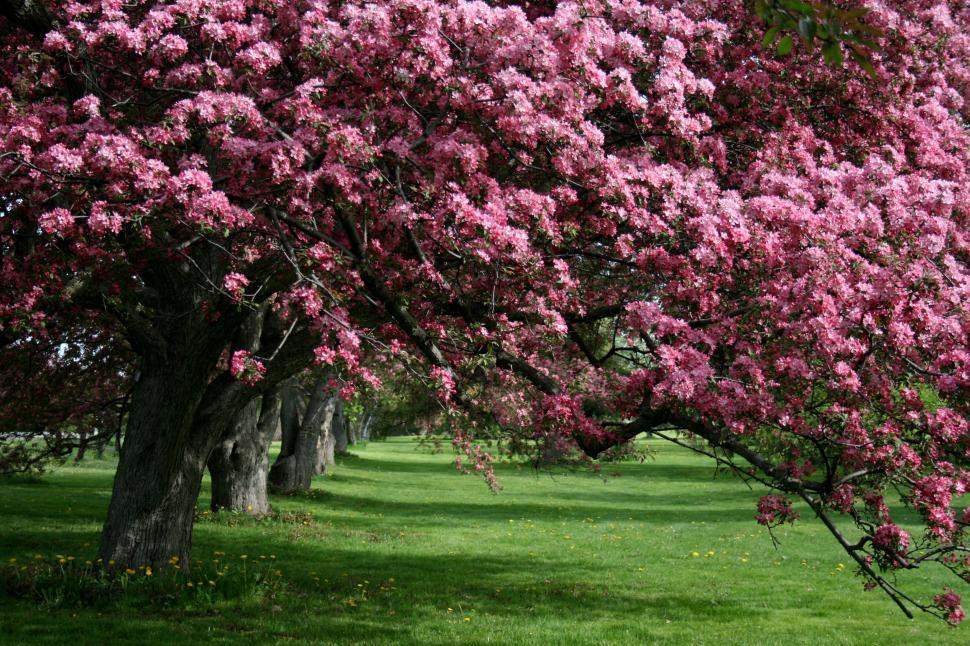 Free Image of Pink cherry blossoms in full bloom on a tree avenue. 