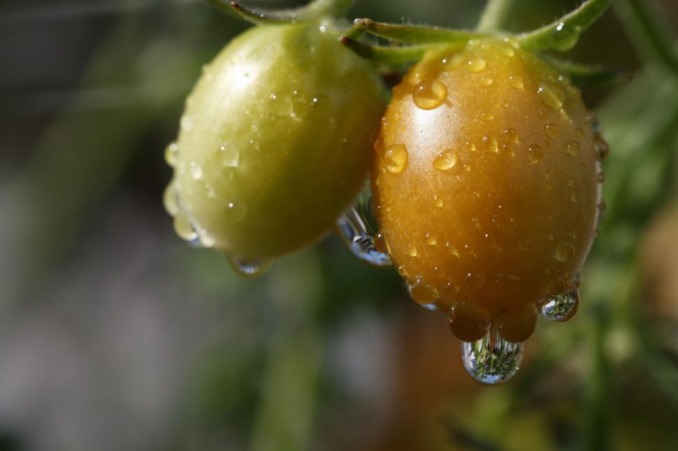 Free Image of Macro photograph of tomato with morning dew droplets 
