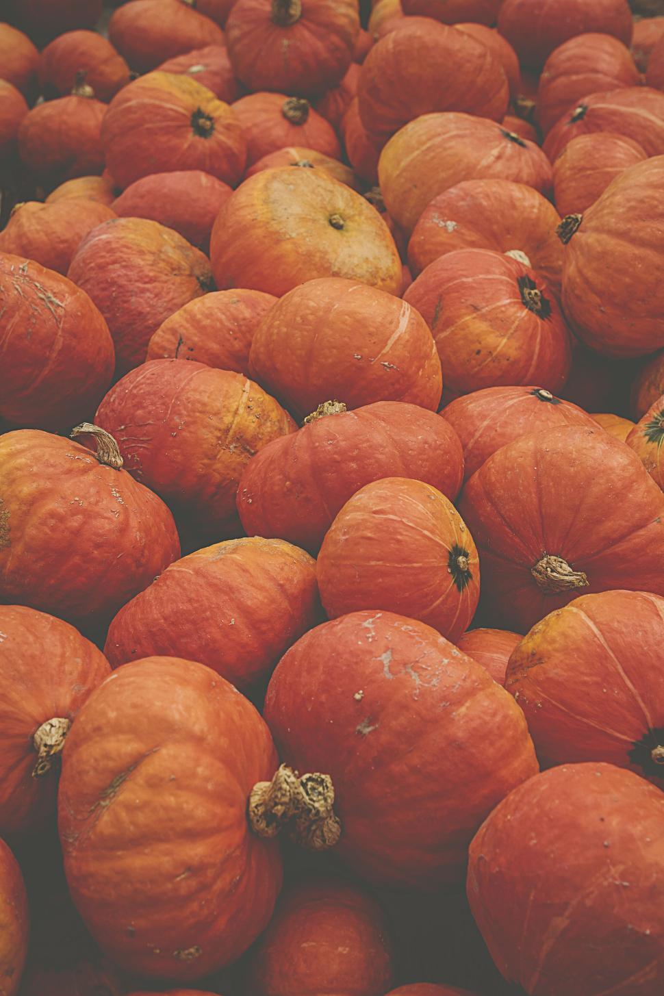 Free Image of Pumpkins piled together showcasing warm autumn tones 