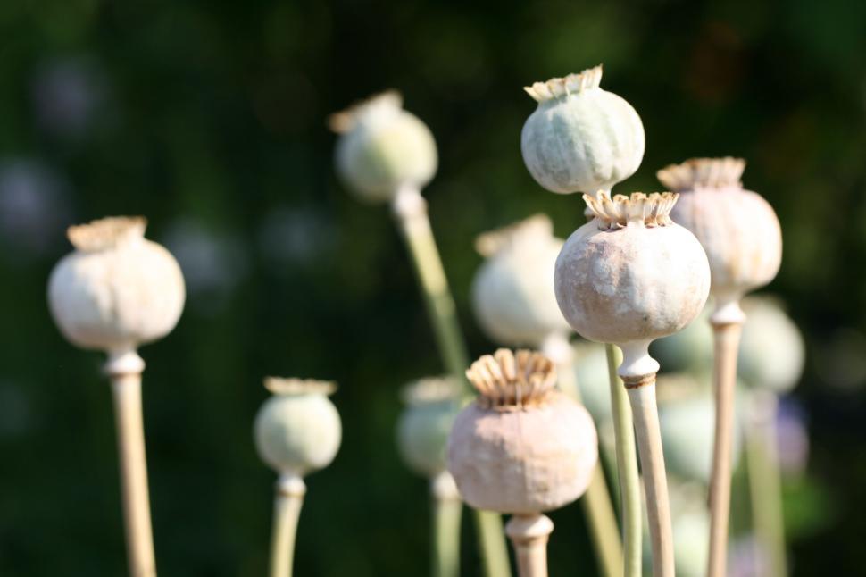 Free Image of Seed pods standing tall in a field during late summer 