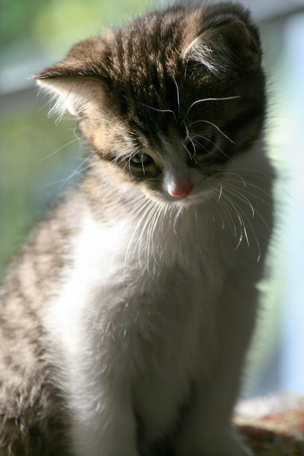 Free Image of Smiling kitten looking down in soft natural light. 