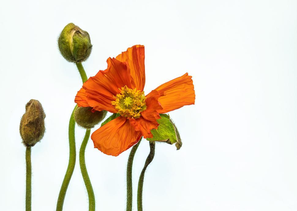 Free Image of Bright orange poppy with three closed buds on white. 