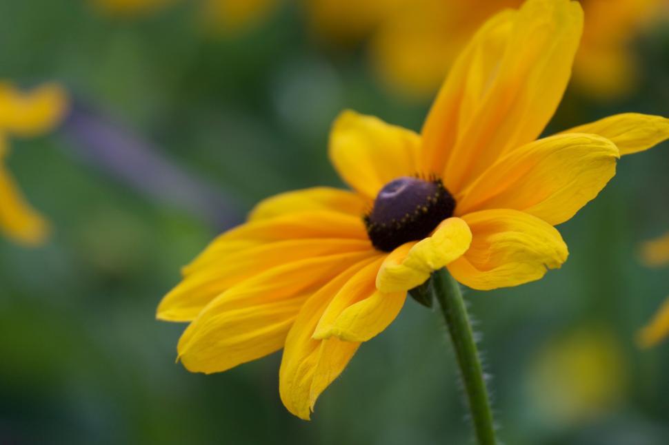 Free Image of Yellow flower in focus with soft blurred background. 