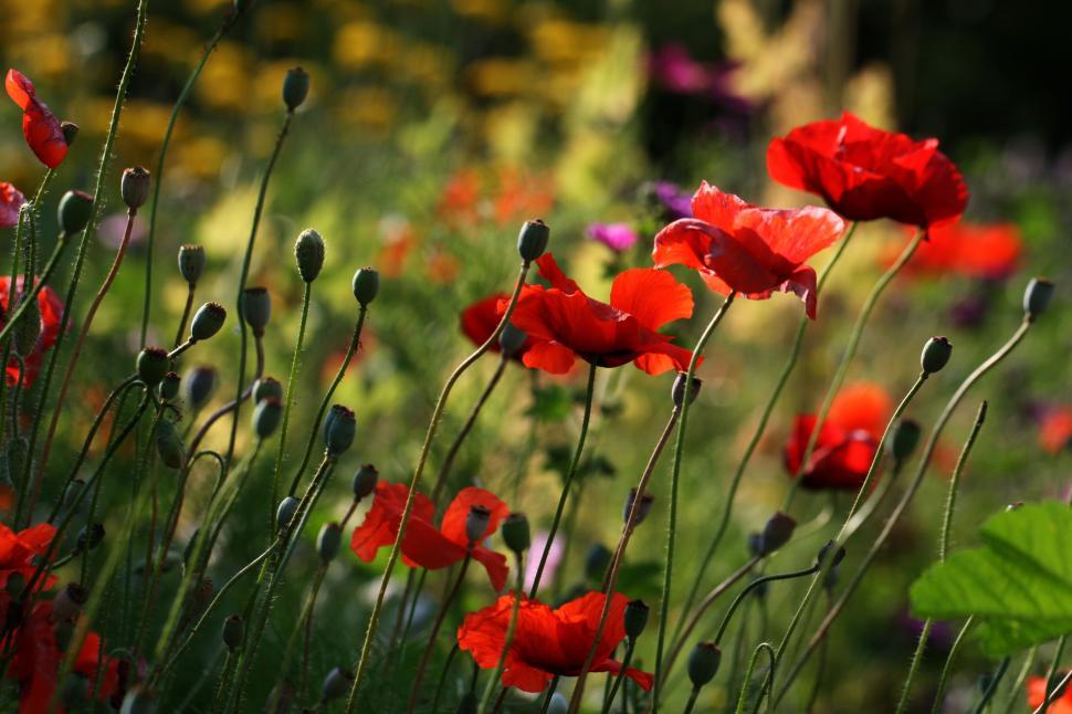 Free Image of Vibrant red flowers with green stems in natural sunlight. 