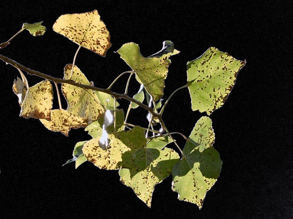 Free Image of Yellow leafs 