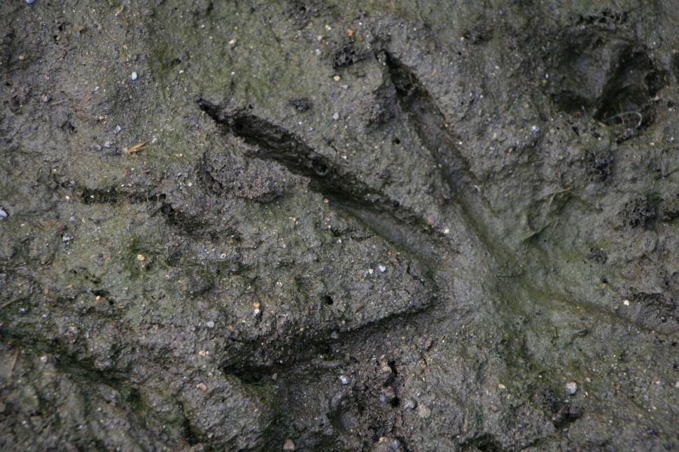 Free Image of A bird’s footprint impressed in gray wet mud outdoors. 