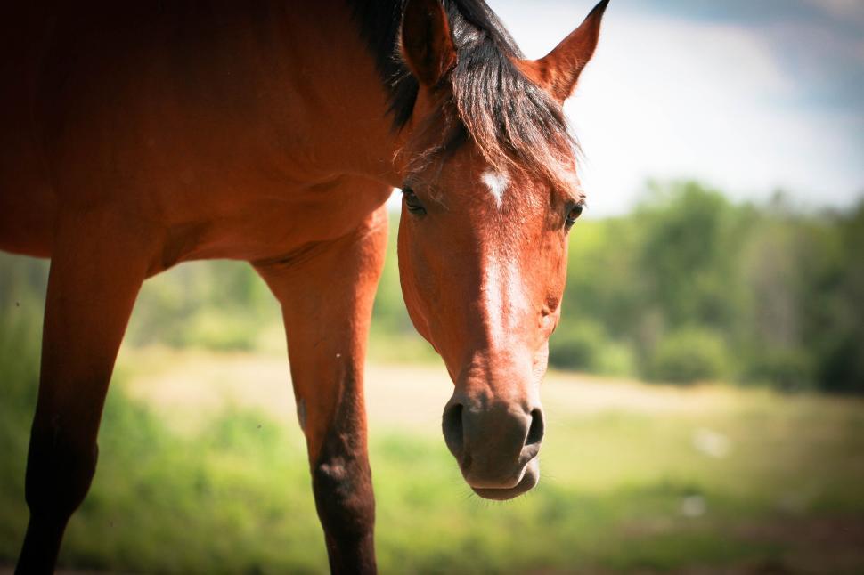 Free Image of Close-up of a horse in a green field during daytime 