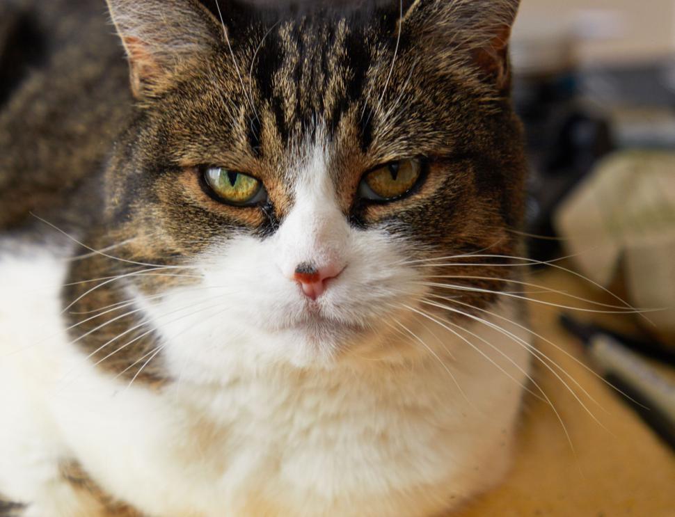 Free Image of Close-up of a cat with green eyes looking intently 