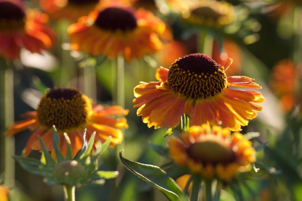 Free Image of Vibrant orange flowers in sunlight showcasing beauty. 